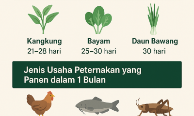 usaha pertanian 1 bulan panen